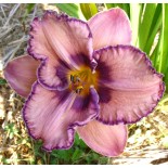 Hemerocallis 'Reflexions in Water'