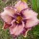 Hemerocallis 'Reflexions in Water'