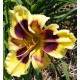 Hemerocallis 'Robyn Zimmann'