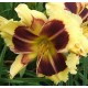 Hemerocallis 'Robyn Zimmann'