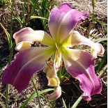 Hemerocallis 'Titanic Tower'