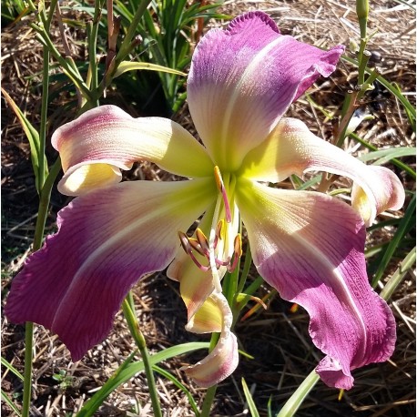 Hemerocallis 'Titanic Tower'