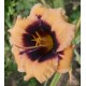 Hemerocallis 'Eye Of Newt'