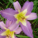 Hemerocallis 'John Karl Seager'