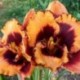 Hemerocallis 'Helen My Love'