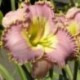 Hemerocallis 'English Lavender'