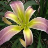 Hemerocallis 'Winds of Love'