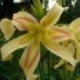 Hemerocallis 'Trance'