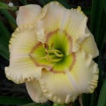 Hemerocallis 'Ledgewood's Ringleader'