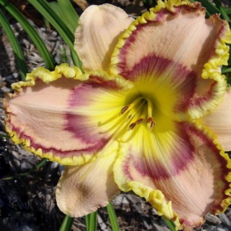 Hemerocallis 'Rainbows in Heaven'