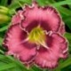 Hemerocallis 'Volaris'