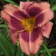 Hemerocallis 'Mask of Time'