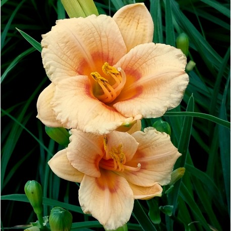 Hemerocallis 'Petite Douceur d'Orient'