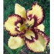 Hemerocallis 'Cosmic Blast'