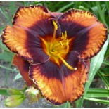 Hemerocallis 'Who Do Voodoo'