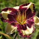 Hemerocallis 'Simply Leaves Me Breathless'