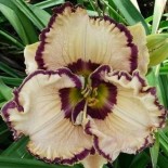 Hemerocallis 'Lacy Lucy'