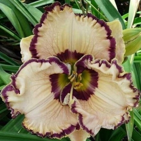 Hemerocallis 'Lacy Lucy'