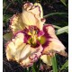 Hemerocallis 'Doug Warner'