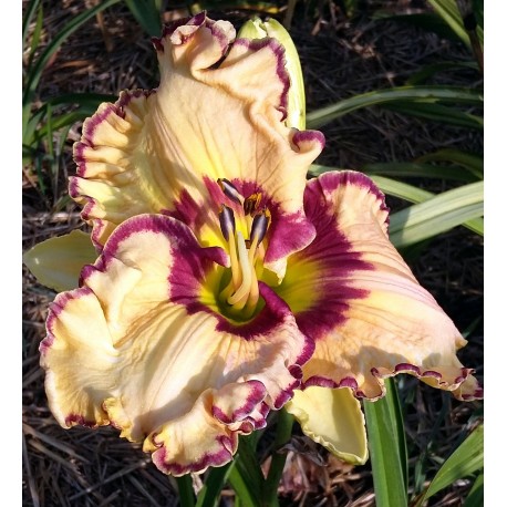 Hemerocallis 'Doug Warner'