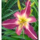 Hemerocallis 'Lake Norman Spider'