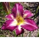 Hemerocallis 'Snaggle Tooth'