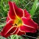 Hemerocallis 'Tuscawilla  Red Devil'