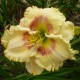 Hemerocallis 'Ultimate Fantasy'