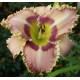 Hemerocallis 'Spinefeld'