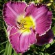 Hemerocallis 'Violet Etching'