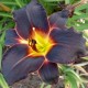 Hemerocallis 'Nuit sans Fin'