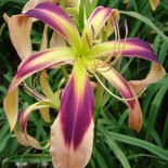 Hemerocallis 'Electric Lizard'