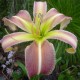 Hemerocallis 'Secret Starlight'