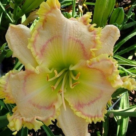 Hemerocallis 'Irish Eyes'