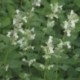 Nepeta faassenii 'Alba'