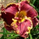 Hemerocallis 'Magnificient Grape'