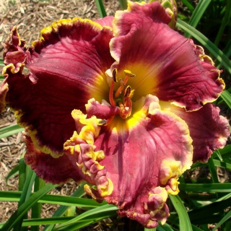 Hemerocallis 'Magnificient Grape'