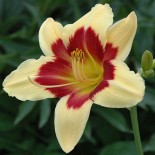 Hemerocallis 'Nefertiti'