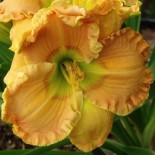 Hemerocallis 'Orange Blossom Trail'