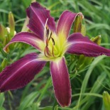 Hemerocallis 'Papa Smurf'