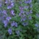 Nepeta faassenii 'Six Hills Giant'