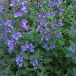 Nepeta faassenii 'Six Hills Geant'