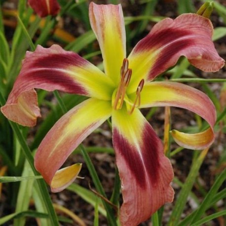 Hemerocallis 'Snufalufagus'