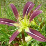 Hemerocallis 'Blue Swallow'