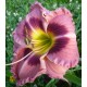 Hemerocallis 'Royal Braid'