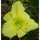 Hemerocallis 'Lemon Lyric'