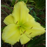 Hemerocallis 'Lemon Lyric'