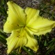 Hemerocallis 'Lemon Lyric'