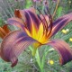 Hemerocallis 'Brown Witch'