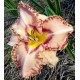 Hemerocallis 'Cave Creek Canyon'